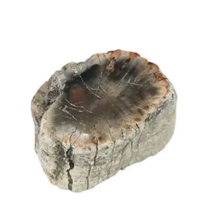 Petrified Wood Stone Natural Healing Stone 387 Gram Root Chakra GroundingCharging Crystal