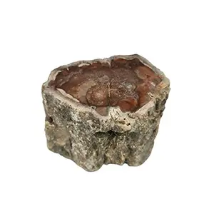 Petrified Wood Stone Natural Healing Stone 173 Gram Root Chakra GroundingCharging Crystal