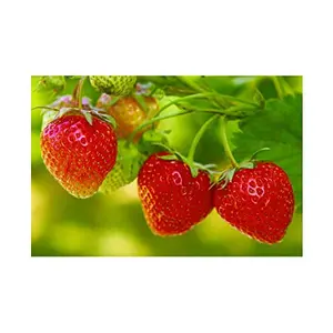 Jioo Organics | Strawberry High Germination Seeds