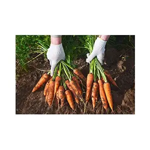 Jioo Organics Carrot Gardening Seeds (Pack of 300 Pieces)