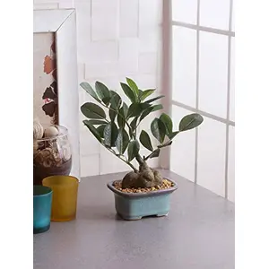 FOUR WALLS Fourwalls Artificial Natural Looking Ficus Bonsai Plant in a Ceramic Vase for Home and Office Decor (21 cm Green)