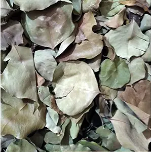 Shudh Online Dry Sheesham leaves/Sheesham/Sissoo - (500 grams)