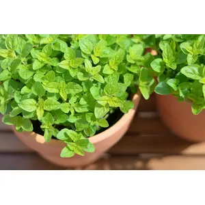 Indica Marjoram Culinary herb 50seeds*4pkts