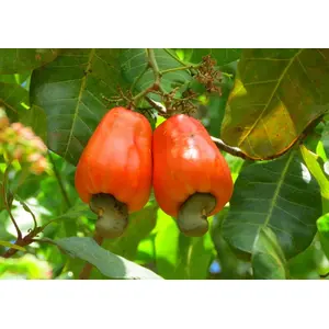 Creative Farmer Farm Cashew Nut Kaju Tree Seeds (Multicolour) 10 Seeds