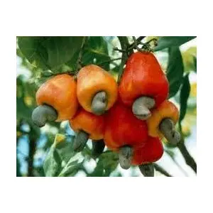 DNR AGENCIES Cashew Nut Tree Seeds-(5 seeds)