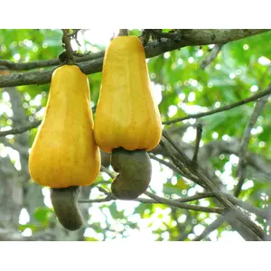DNR AGENCIES Cashew Nut Tree Seeds-(12 seeds)