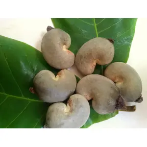 Creative Farmer Pkm Cashew Nut Apple Seeds Anacardium Occidentale 100% Organic Plantation Seeds Rare Tropical Fruit