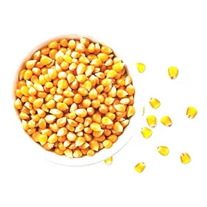 Marwar Natural Popcorn Kernels (Ready to Cook Unpopped Original Makkai Seeds) (1 Kg)