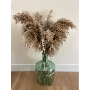 Vanchai Pampas Grass | 55cm Natural Colour | 10 Stems | Dried Flowers