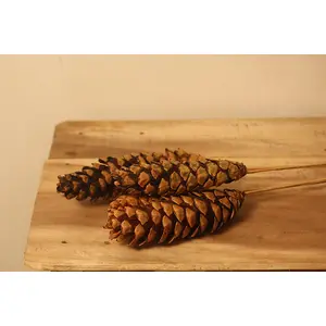Vanchai Natural Pine cones Tall- 27'' Set of 4