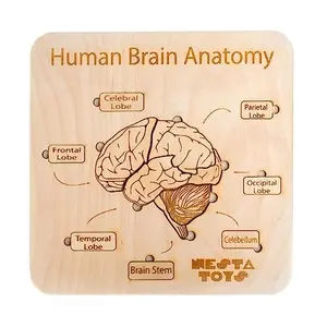NESTA TOYS - Human Brain Anatomy Puzzle | DIY Coloring Activity | Educational Home Schooling Toy (13 Pieces)