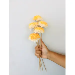 Vanchai Yellow Ombrey Zinnia Sola Flower (5pcs)
