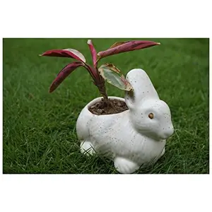 KHURJA POTTERY White Ceramic Mini Planter in Shape of Small Rabbit (Set of 2)