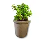 Pottery Decorative- Floral Planter Vase/Pot (W/O Plant) 6 inch