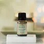 French Cypress Pure Essential Oil 12ml, 2 image