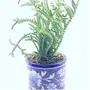 Table Top/Window Planter or Flower Pot 4 inch, 2 image
