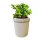 Pottery Decorative- Floral Planter Vase/Pot (W/O Plant) 6 inch, 2 image