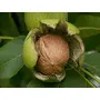 Pure Kashmiri Organic Walnut Kernels 800 gm Extra Light Half Natural Walnuts Without Shell Akhrot Giri, 5 image