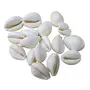 ALOKIK Natural White Cowrie/Kaudi/Kawri/Kori Sea Shell For Puja And Multi Purpose Uses (21 Pcs)