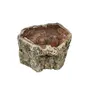 Petrified Wood Stone Natural Healing Stone 173 Gram Root Chakra GroundingCharging Crystal