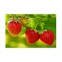 Jioo Organics | Strawberry High Germination Seeds