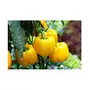 Jioo Organics Yellow Capsicum Sweet Bell Pepper Simla Mirch Gardening Seeds For Kitchen Garden | Home Garden