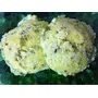 Jioo Organics Standard Cornmeal Polenta Corn Porridge or Makka ka Daliya (Pack of 250 g), 4 image