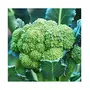 Jioo Organics 100% Original Hybrid Broccoli | Microgreen Seeds | Vegetable Seeds | Home Garden Seeds