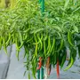 Jioo Organics Hybrid Green Chilli Seeds