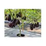 Jioo Organics Hybrid Brinjal Black Beauty Seeds