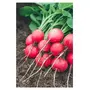 Turnip Red (Shalgam Beej) Hybrid Seeds
