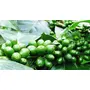 Baarbara Berry Coffee | Green Coffee Beans for | 100% Arabica Coffee | Sourced Directly frChikmagalur Farms (250 gms - Pack of 2), 4 image