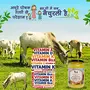GAU AMRITAM Jain Maryadit Ghrit Desi kankrej Cow Vedic A2 Ghee250ml (Pack of 3), 6 image