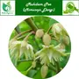 Valli Organics Mahilam Poo | Spanish Cherry | Maulsari 50gm, 2 image