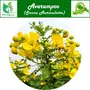 Valli Organics Avarampoo | Tanneer Casia | Tarwar | Tangedi 100gm, 2 image