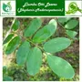 Valli Organics Elumbu Otti Leaves | Bone Joint Leaves | Dudhiya 25gm, 2 image