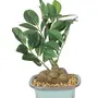 FOUR WALLS Fourwalls Artificial Natural Looking Ficus Bonsai Plant in a Ceramic Vase for Home and Office Decor (21 cm Green), 5 image