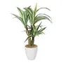 FOUR WALLS Fourwalls Artificial Dracaena Bonsai Plant in a Ceramic Vase for Home and Office DÃ©cor (55 cm Green), 2 image