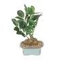 FOUR WALLS Fourwalls Artificial Natural Looking Ficus Bonsai Plant in a Ceramic Vase for Home and Office Decor (21 cm Green), 3 image