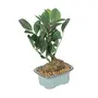 FOUR WALLS Fourwalls Artificial Natural Looking Ficus Bonsai Plant in a Ceramic Vase for Home and Office Decor (21 cm Green), 2 image