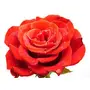 Etheric Rose Petal for Skin Care -Rejunevation, 5 image