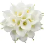 SATYAM KRAFT Artificial Flowers Lily Fake Flowers Sticks Bunch decorative items for home Decor Room Decorations Living Room Table Decoration Plants and Craft Items Corner ( Without Vase Pot) (White 10 Pieces), 4 image