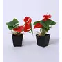 FOUR WALLS Fourwalls Artificial Anthurium Flowers in a Plastic Vase (20 cm Red Set of 2), 4 image