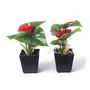 FOUR WALLS Fourwalls Artificial Anthurium Flowers in a Plastic Vase (20 cm Red Set of 2), 7 image