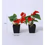 FOUR WALLS Fourwalls Artificial Anthurium Flowers in a Plastic Vase (20 cm Red Set of 2), 3 image