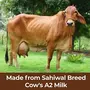 Shahji A2 Desi Cow Ghee | 100 % Pure Ghee | Sahiwal Breed Cow' s Milk Bilona Ghee | Vedic Bilona Method | Grassfed Cultured Premium & Traditional Ghee | Energy Booster | 500 ML/455 GMS Glass Bottle, 5 image