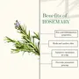 Good Vibes 100% Pure Rosemary Essential Oil 10 ml Naturally Rejuvenates Skin Stimulates Hair Growth Suitable For All Skin & Hair Types No Alcohol Parabens & Sulphates, 4 image