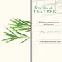 Good Vibes 100% Pure Tea Tree Essential Oil 10 ml Controls Excess Sebum Helps Reduce Dark Spots & Acne Scars Stimulates Hair Growth Suitable For All Skin & Hair Types No Alcohol Parabens & Sulphates, 4 image