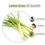Crysalis Lemon Grass (Cymbopogon Citratus) |100% Pure & Natural Undiluted Essential Oil Organic Standard l For Room Fragrances PerfumeScented DiffuserIncense/For Hair & Skin Care-15ML With Dropper, 4 image