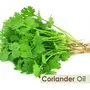 Crysalis Coriander (Coriandrum Sativum) Oil|100% Pure & Natural Undiluted Essential Oil Organic Standard For Skin & Haircare|Therapeutic Grade Oil Healthy Skin & Hair- 15ML With Dropper, 3 image